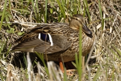 Female Mallard Resting in Reeds