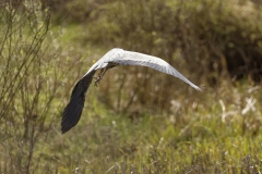 Grey Heron Back View in Flight