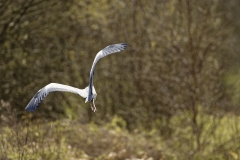 Grey Heron Back View in Flight