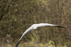 Grey Heron Back View in Flight