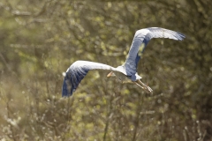 Grey Heron Back View in Flight