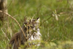 Fluffy Domestic Cat out Birding in a Different way!