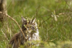 Fluffy Domestic Cat out Birding in a Different way!