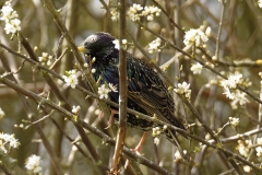 Starling Side View in Blossom hedge