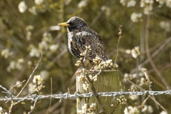 Starling Side View on Post