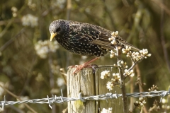 Starling Side View on Post