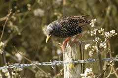 Starling Side View on Post