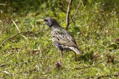 Starling Back View on Ground