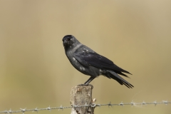 Jackdaw Side View on Post