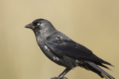 Jackdaw Side View on Post