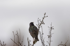 Jackdaw Back View on Branch