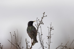 Jackdaw Back View on Branch