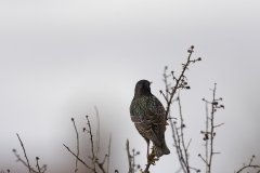 Jackdaw Back View on Branch