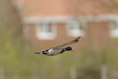 Male Mallard Duck Side View in Flight