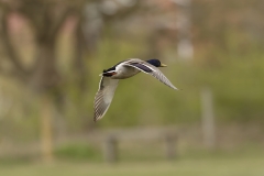 Male Mallard Duck Side View in Flight