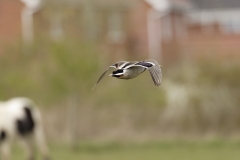 Male Mallard Duck Side View in Flight