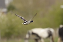 Male Mallard Duck Side View in Flight