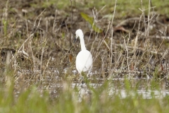 Little Egret Back View in Mash