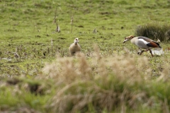 Egyptian Goose seeing off Pied Wagtail in Protection of Chicks