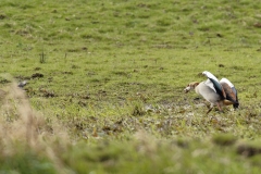 Egyptian Goose seeing off Pied Wagtail in Protection of Chicks