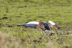 Egyptian Goose seeing off Pied Wagtail in Protection of Chicks