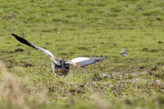 Egyptian Goose seeing off Pied Wagtail in Protection of Chicks