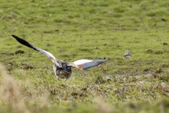 Egyptian Goose seeing off Pied Wagtail in Protection of Chicks