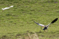 Egyptian Goose seeing off Little Egret in Protection of Chicks