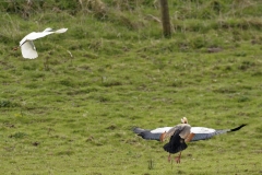 Egyptian Goose seeing off Little Egret in Protection of Chicks