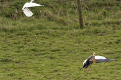 Egyptian Goose seeing off Little Egret in Protection of Chicks