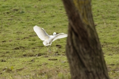 Little Egret Lands Near Chicks again