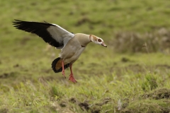 Egyptian Goose seeing off Little Egret in Protection of Chicks