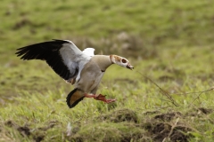 Egyptian Goose seeing off Little Egret in Protection of Chicks