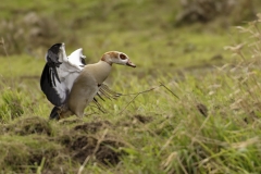 Egyptian Goose seeing off Little Egret in Protection of Chicks