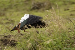 Egyptian Goose seeing off Little Egret in Protection of Chicks