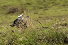 Egyptian Goose seeing off Little Egret in Protection of Chicks