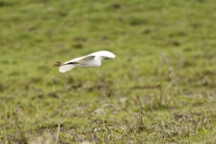 Little Egret Takes Flight