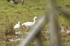 Little Egrets