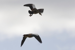 Egyptian Geese Side View in Flight