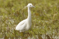 Little Egret Front View on Mash