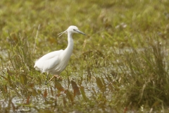 Little Egret Side View on Mash