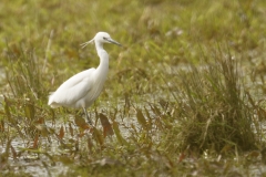 Little Egret Side View on Mash