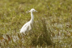 Little Egret Side View on Mash