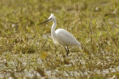 Little Egret Front View on Mash