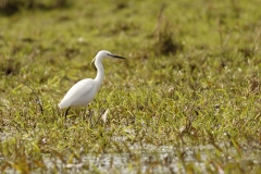 Little Egret Side View on Mash