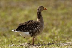 Greylag Goose on One Leg Side View