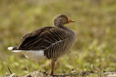 Greylag Goose on One Leg Side View