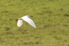 Little Egret Side View in Flight