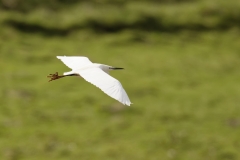 Little Egret Side View in Flight