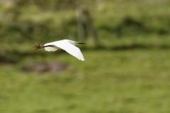 Little Egret Side View in Flight